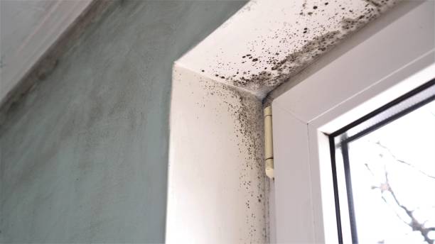 Best Biohazard Mold Removal  in Arlington Heights, PA