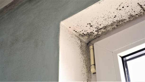 Best Air Quality Testing for Mold Spores  in Arlington Heights, PA