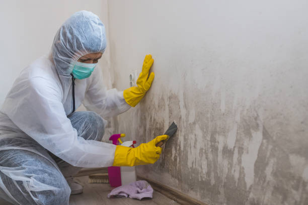 Best Mold Removal for HVAC Installations  in Arlington Heights, PA