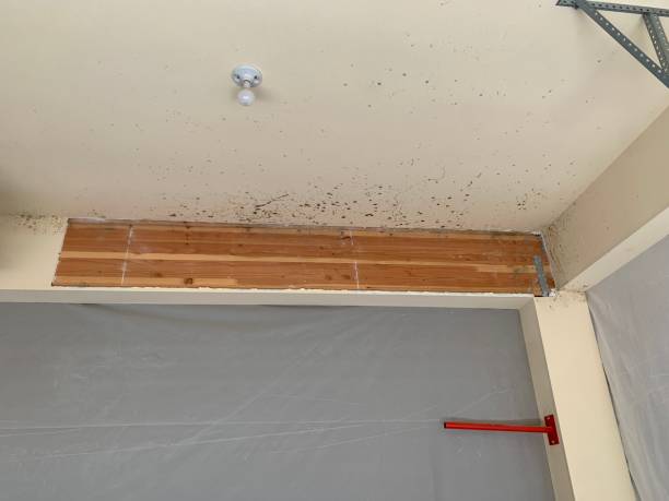 Best Real Estate Mold Inspection  in Arlington Heights, PA